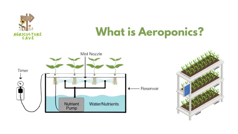 What is the Difference Between Aeroponics and Hydroponics