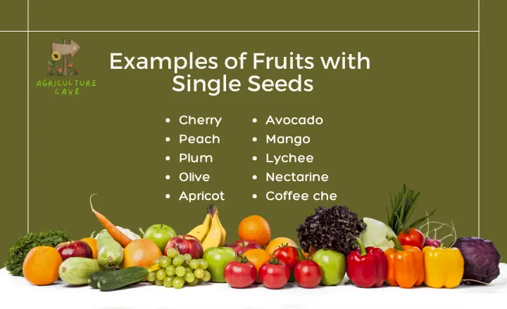 What Fruit Contains a Single Seed? Complete Guide