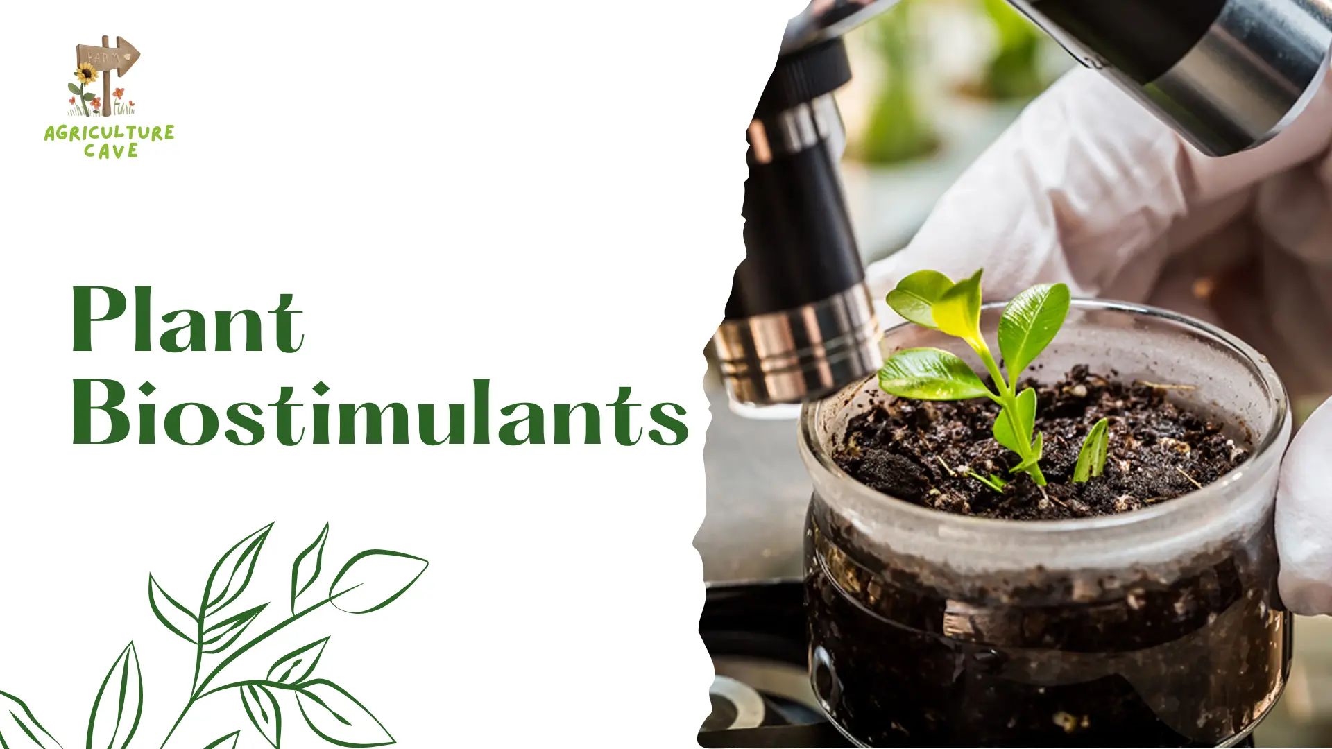 Plant Biostimulants