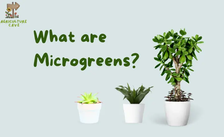 How to Grow Microgreens at Home?