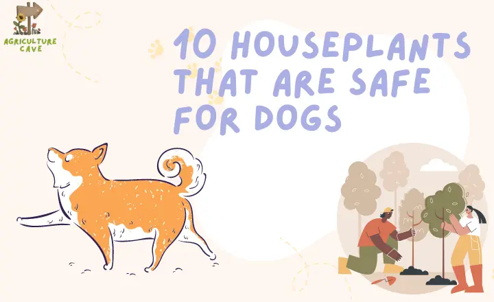 10 Houseplants That Are Safe for Dogs