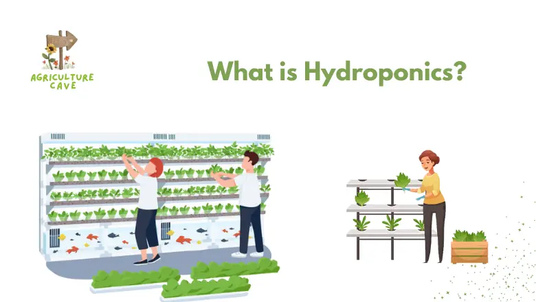 What is the Difference Between Aeroponics and Hydroponics