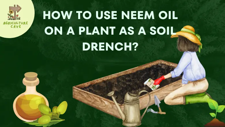 How to Use Neem Oil on a Plant as a Soil Drench?