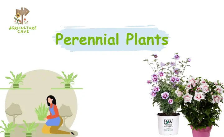 Annual vs. Perennial Plants