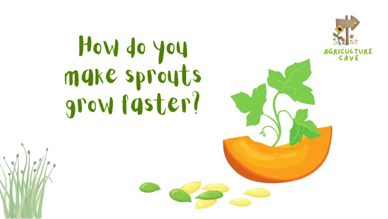 How To Grow Sprouts At Home