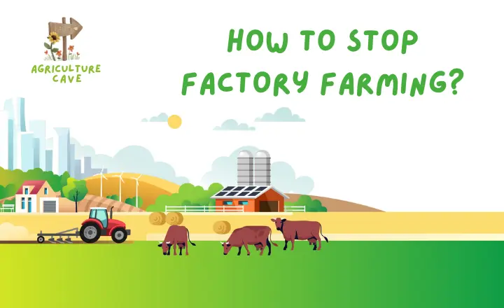 How to Stop Factory Farming