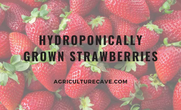 6 Plants Commonly Grown Hydroponically