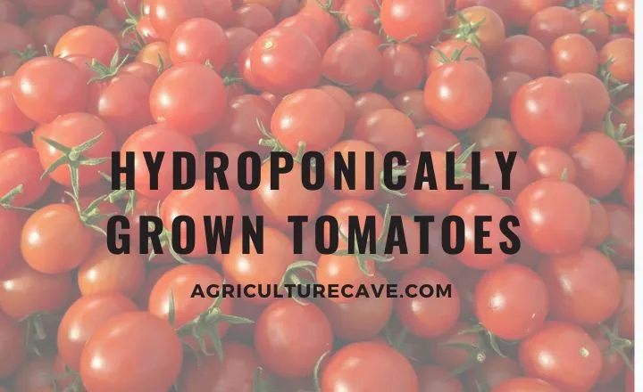 6 Plants Commonly Grown Hydroponically