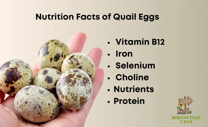 Health Benefits of Quail Eggs