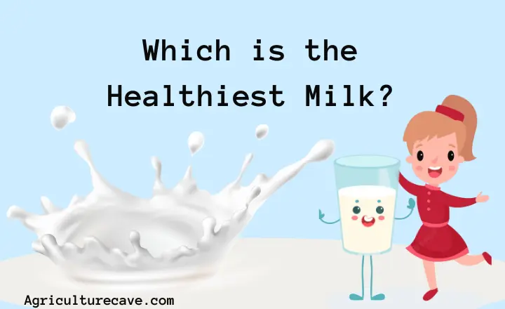 Which is the Healthiest Milk?