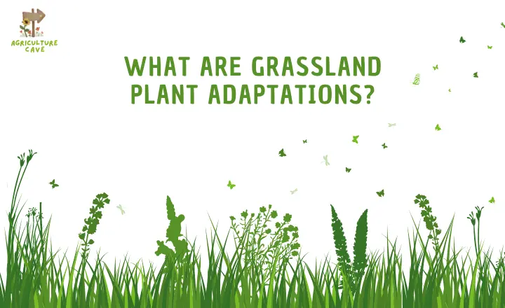 What are Grassland Plant Adaptations