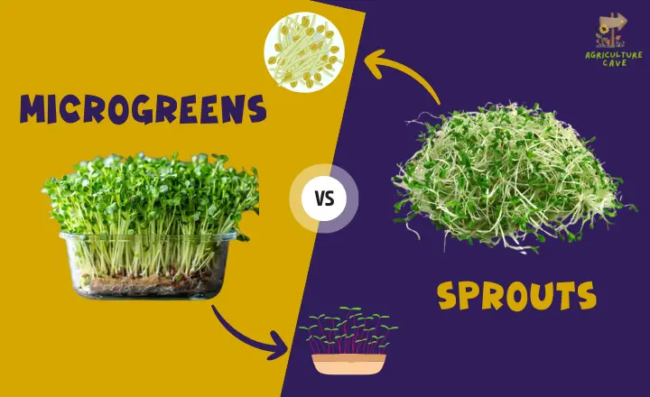 Microgreens vs. Sprouts