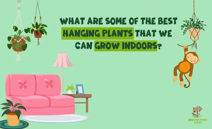 12 Best Hanging Plants To Grow Indoors