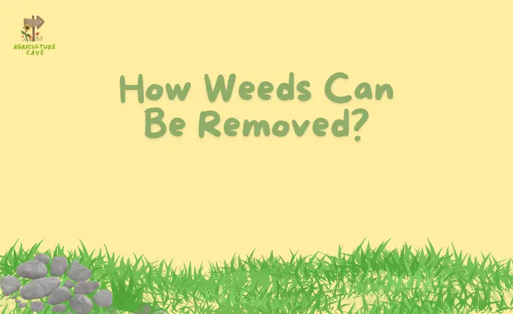 15 Weeds That Look Like Grass