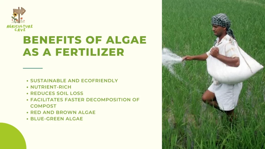 What is Algal Fertilizer