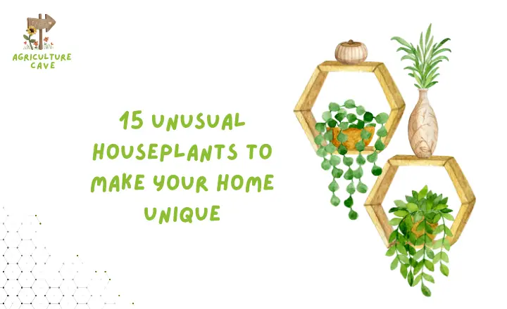 15 Unusual Houseplants to Make Your Home Unique