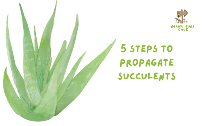 5 Steps to Propagate Succulents