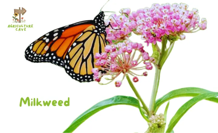 10 Plants to Attract Butterflies