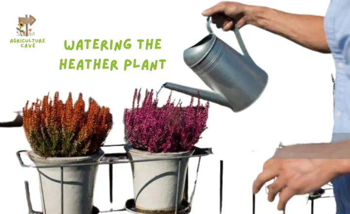 How to Revive a Dying Heather Plant