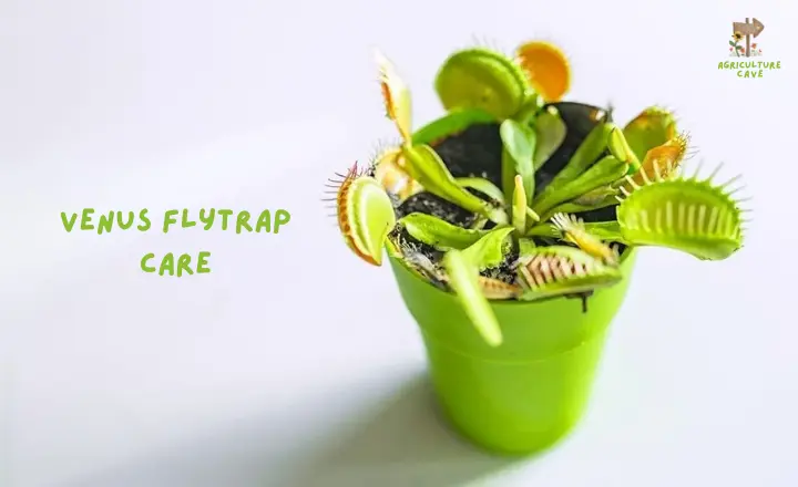 How to Revive a Venus Flytrap Plant