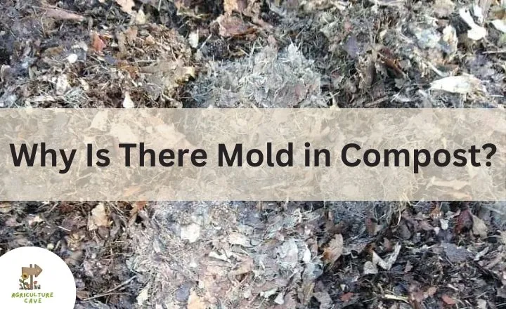 Why Is There Mold in Compost?
