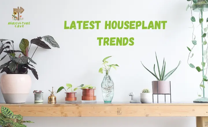 Latest Houseplant Trends