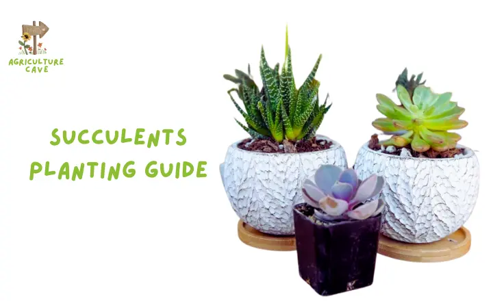 Succulents Planting Guide