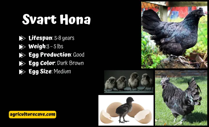 Famous Black Chicken Breeds To Raise