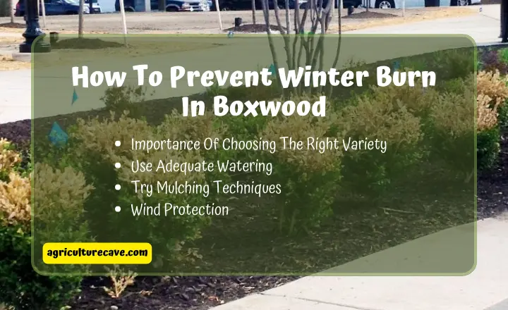 How to Revive a Buxus Plant
