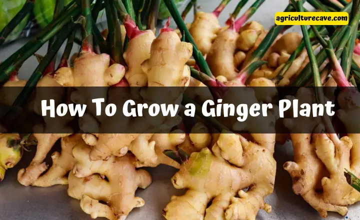 How To Grow a Ginger Plant
