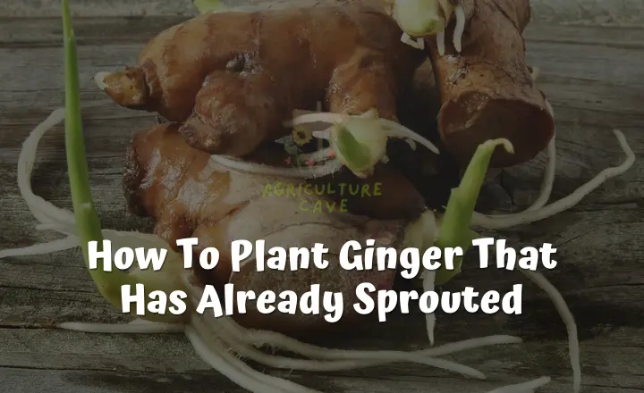 How To Plant Ginger That Has Already Sprouted